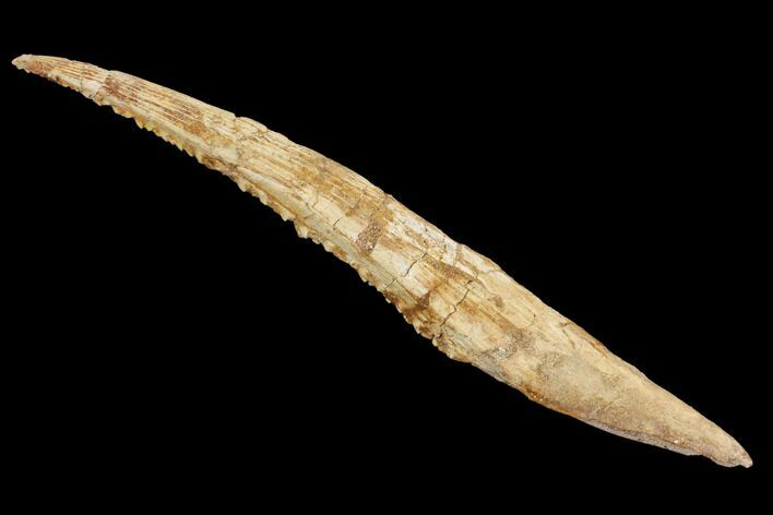 Cretaceous Shark (Hybodus) Dorsal Spine - Morocco #93927